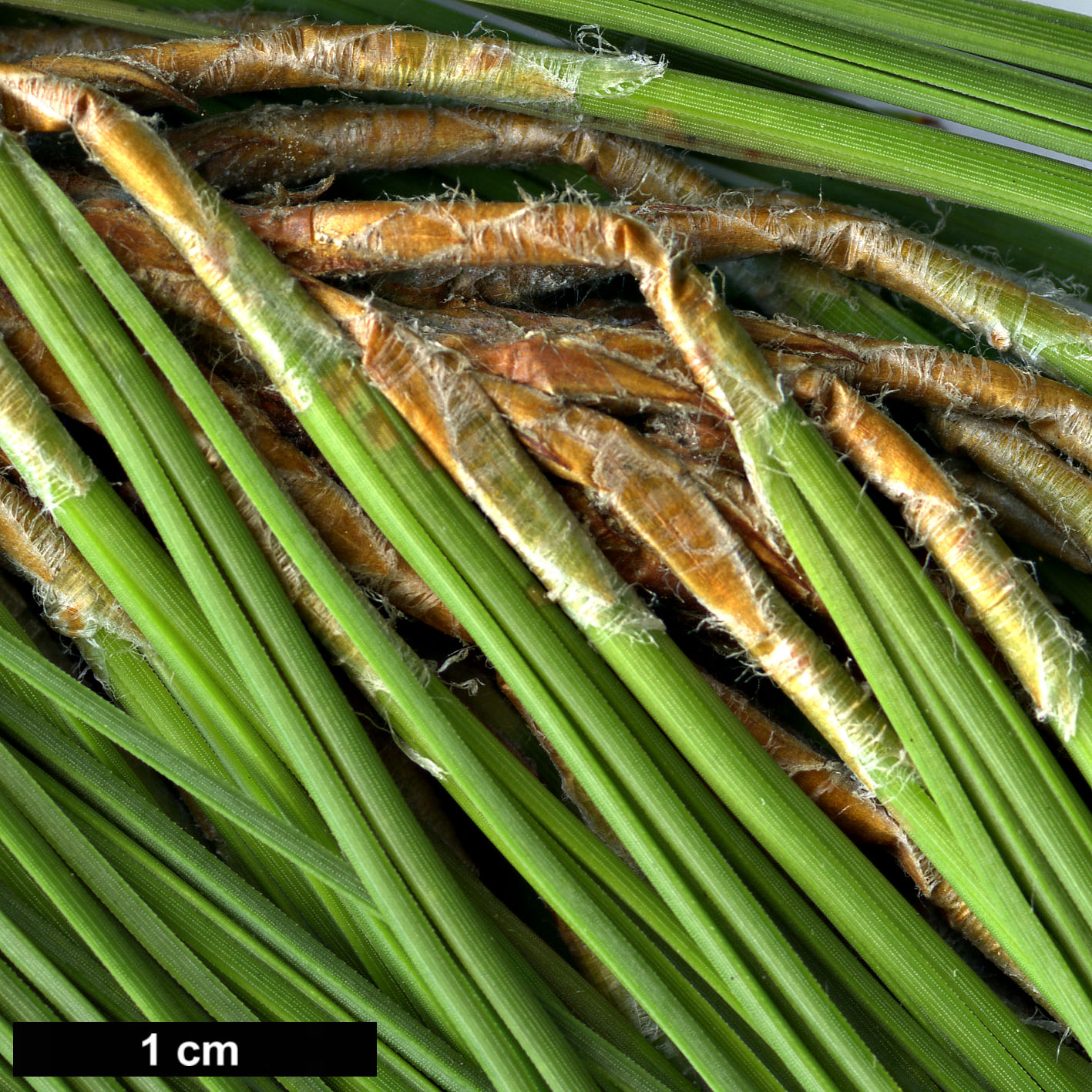 High resolution image: Family: Pinaceae - Genus: Pinus - Taxon: patula - SpeciesSub:  var. longipedunculata